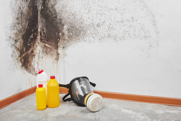 Best Fast Mold Removal  in Sierra Ridge, CO