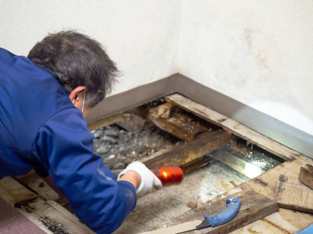 Best Toxic Mold Removal  in Sierra Ridge, CO