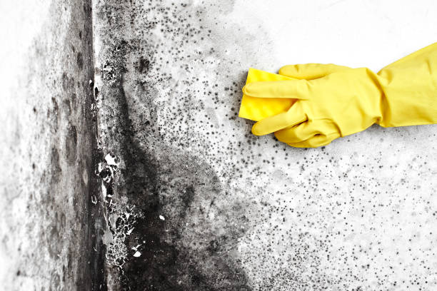 Best Black Mold Removal  in Sierra Ridge, CO