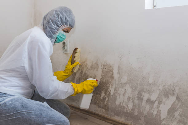 Best Attic Mold Removal  in Sierra Ridge, CO