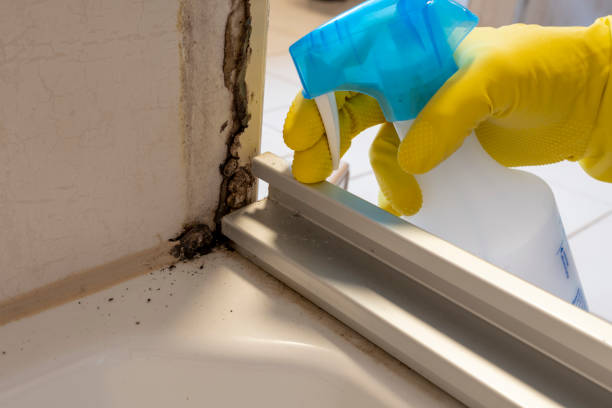 Crawl Space Mold Removal in Sierra Ridge, CO
