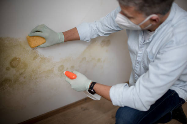 Best Certified Mold Removal  in Sierra Ridge, CO