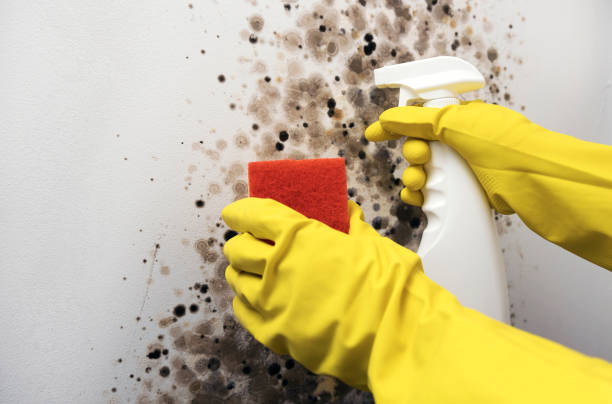 Best Mold Removal Company Near Me  in Sierra Ridge, CO