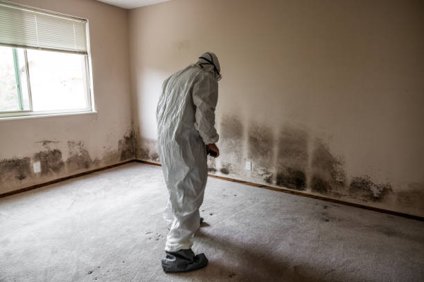 Crawl Space Mold Removal in Sierra Ridge, CO