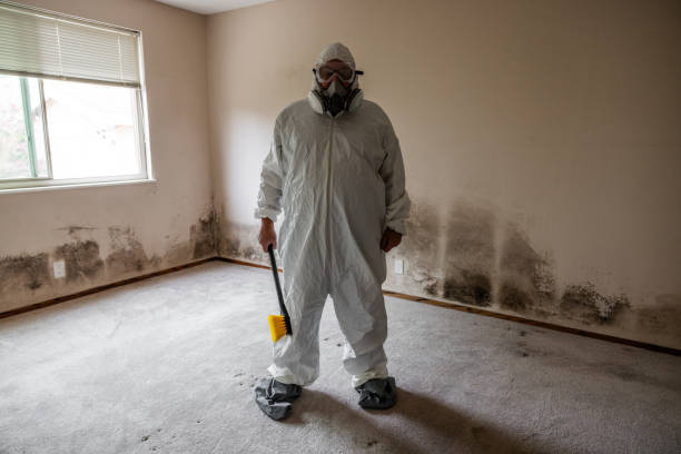 Professional Mold Removal in Sierra Ridge, CO