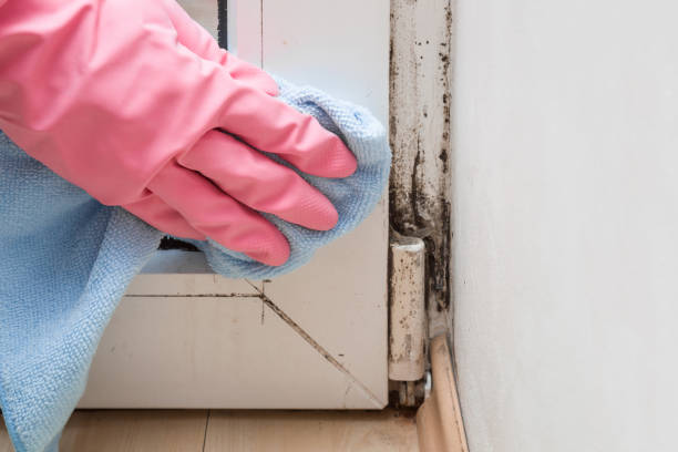 Mold Removal Process in Sierra Ridge, CO